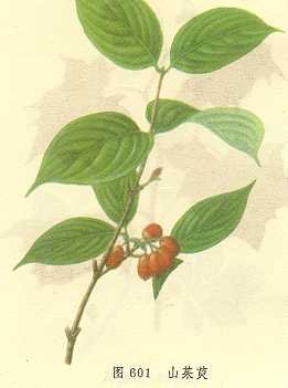 山茱萸.jpg