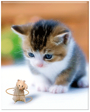 373402.gif