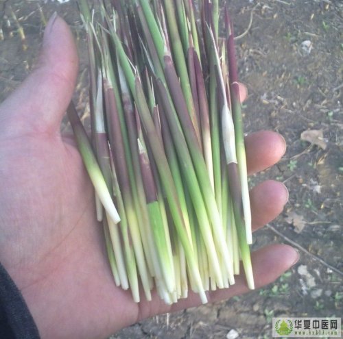 白茅花.jpg