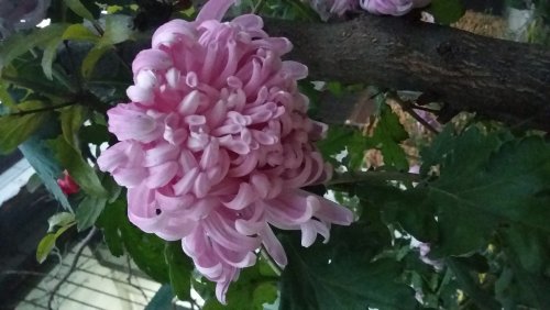 Moji_20141127_0713.jpg