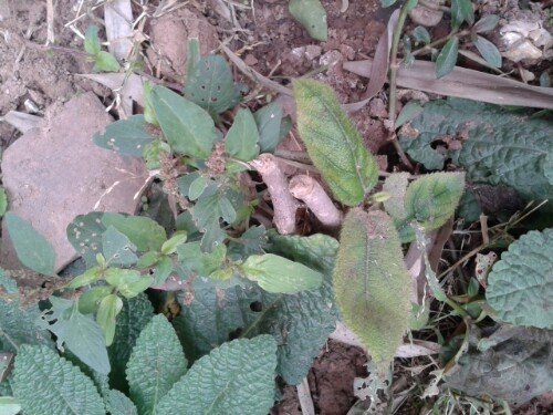 IMG20141127194418.jpg