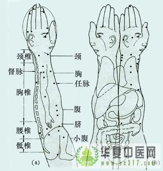 上肢部.jpg