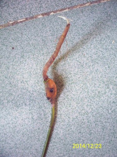 100_8154.JPG