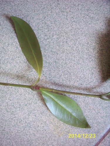 100_8156.JPG