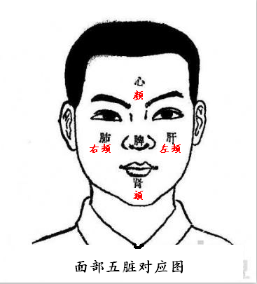 面部五脏对应图.PNG