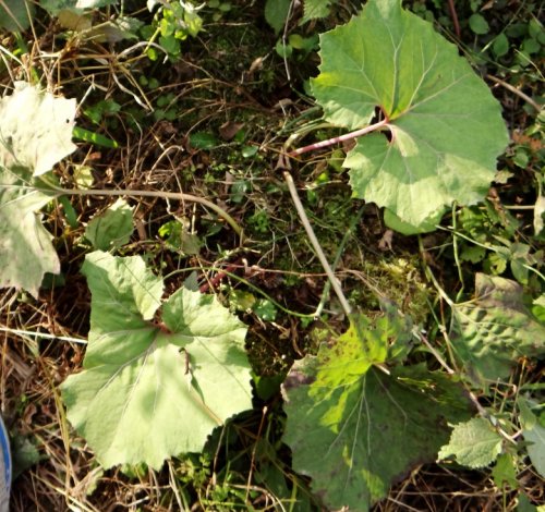 DSC07367_conew1.jpg