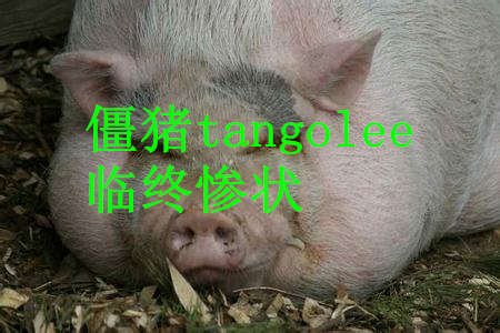 tangolee.jpg