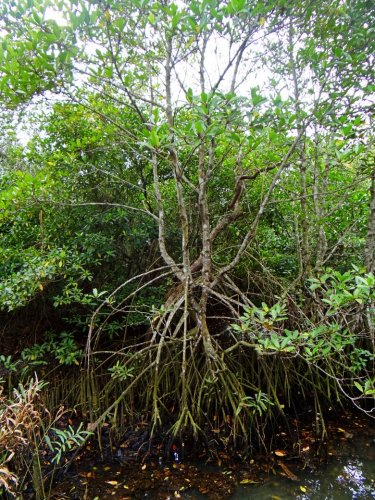 DSC07558_conew1.jpg