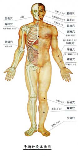 平衡针灸穴位图3.jpg