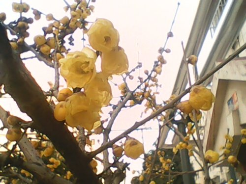 IMG0758A.jpg