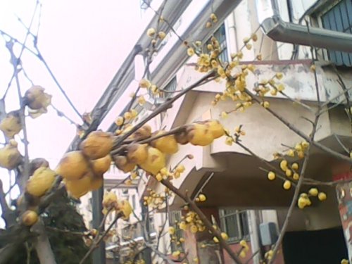 IMG0760A.jpg