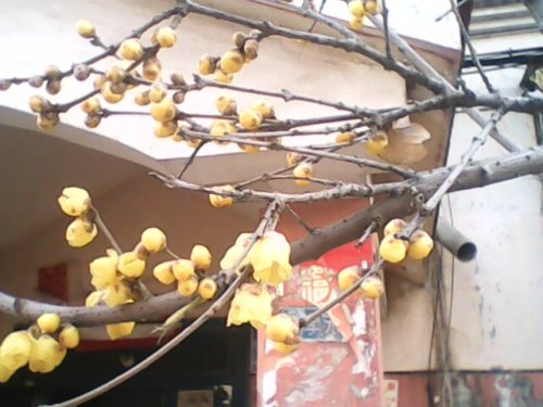 IMG0761A.jpg