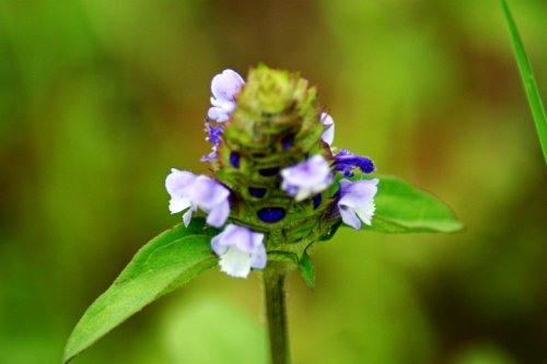 DSC01672_conew1.jpg