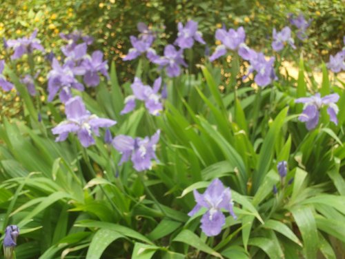 IMAG0003.JPG
