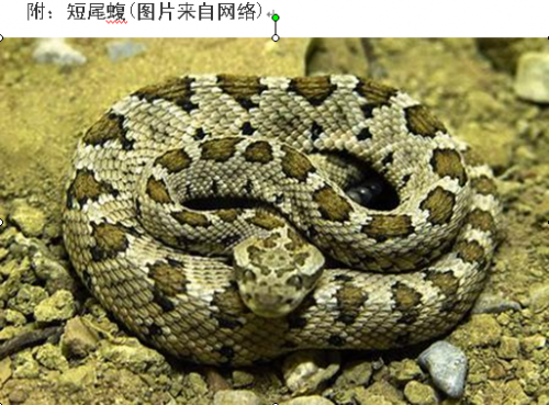 短尾蝮.png