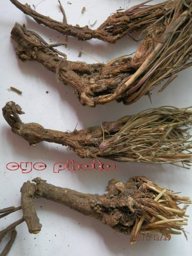 黑柴胡 (9).jpg