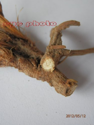 南柴胡（红柴胡、狭叶柴胡） (2).jpg