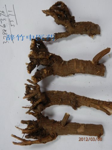 三岛柴胡 B. falcatum L (7).jpg