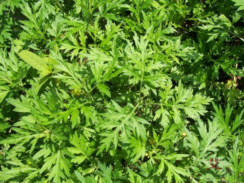 野艾叶植物.jpg
