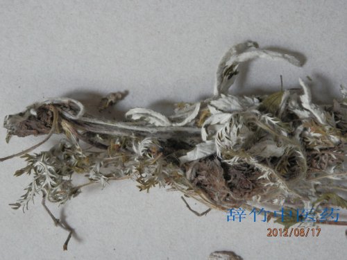 白头翁非正品——翻白草1208 (1).jpg