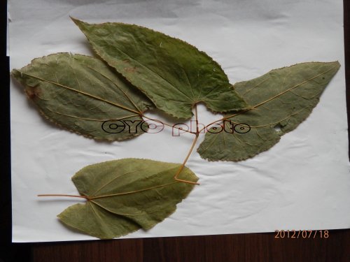 淫羊藿正品——柔毛淫羊藿？ (5).jpg
