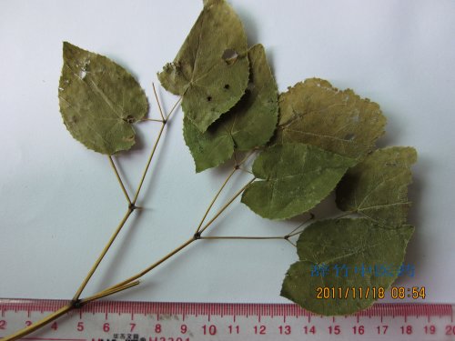 正品淫羊藿 (6).jpg