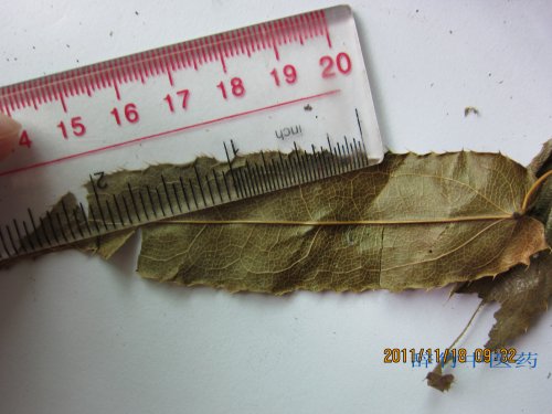 巫山淫羊藿？ (3).jpg