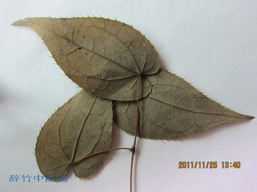 黔岭淫羊藿 (2).jpg