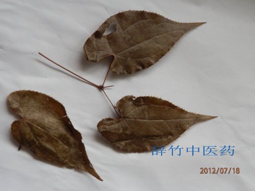 淫羊藿非正品——宽序淫羊藿？ (1).jpg