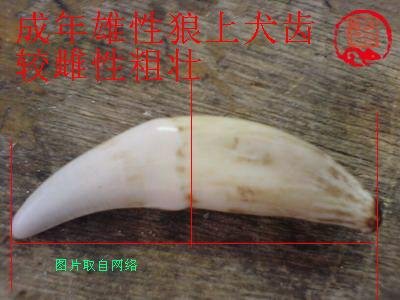 真狼牙.jpg