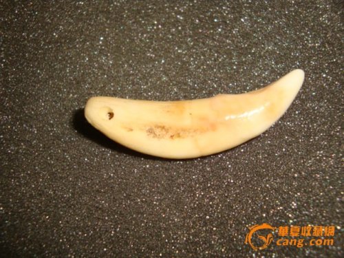 狼牙2.jpg