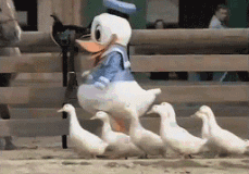 cfvqpaqhbbi112.gif