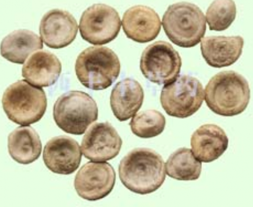 马钱子药材.png