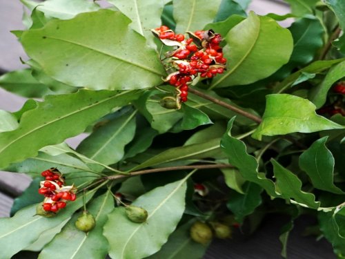 DSC02343_conew1.jpg