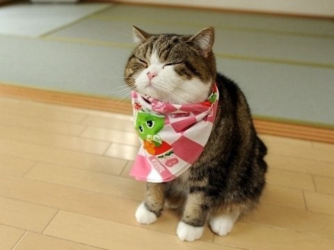 image.jpg