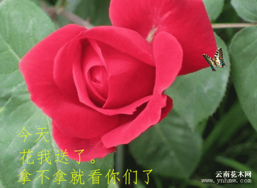 太美_副本.gif