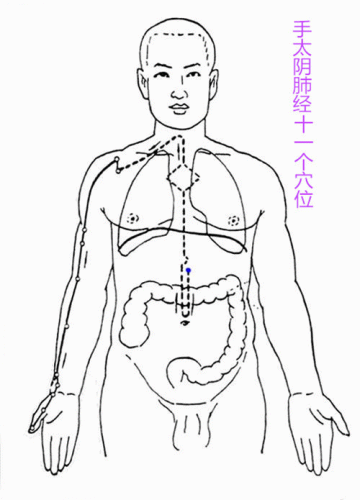 太阴经.gif