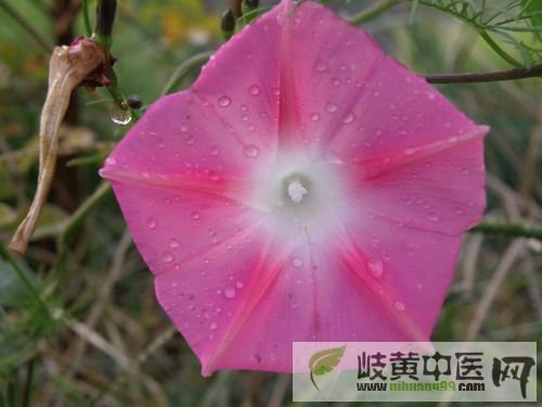 牵牛花.jpg