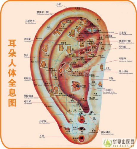 反射图－耳－耳正面全息图.jpg