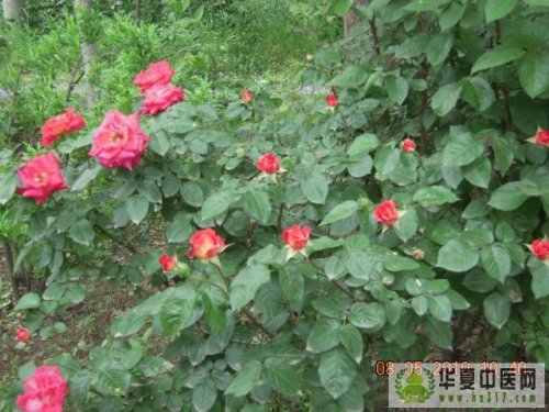 照片 022.jpg