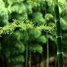 秦桑低绿枝
