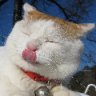 snowdream