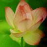 fxflower