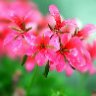 茉莉花开