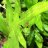 herbal2012